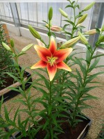 [4064 Kaveri Mak No01.JPG]